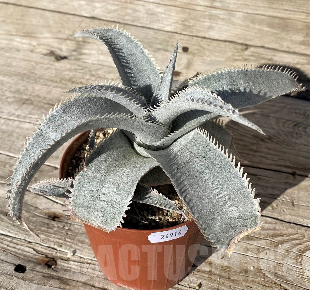 SH24914 Dyckia marnier-lapostollei ‘Pink Spine’ - immagine 4