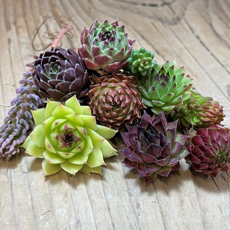 SH24954 Succulents mix (cold-resistant), cuted