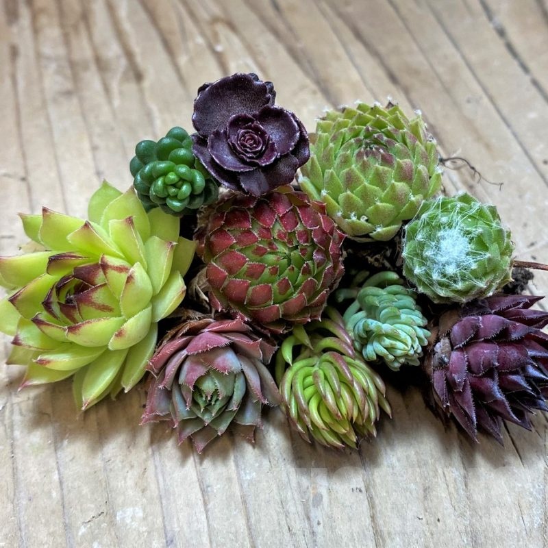 SH24955 Succulents mix (cold-resistant), cuted