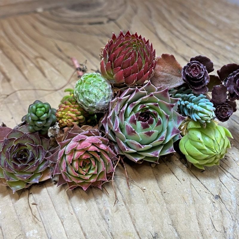 SH24956 Succulents mix (cold-resistant), cuted
