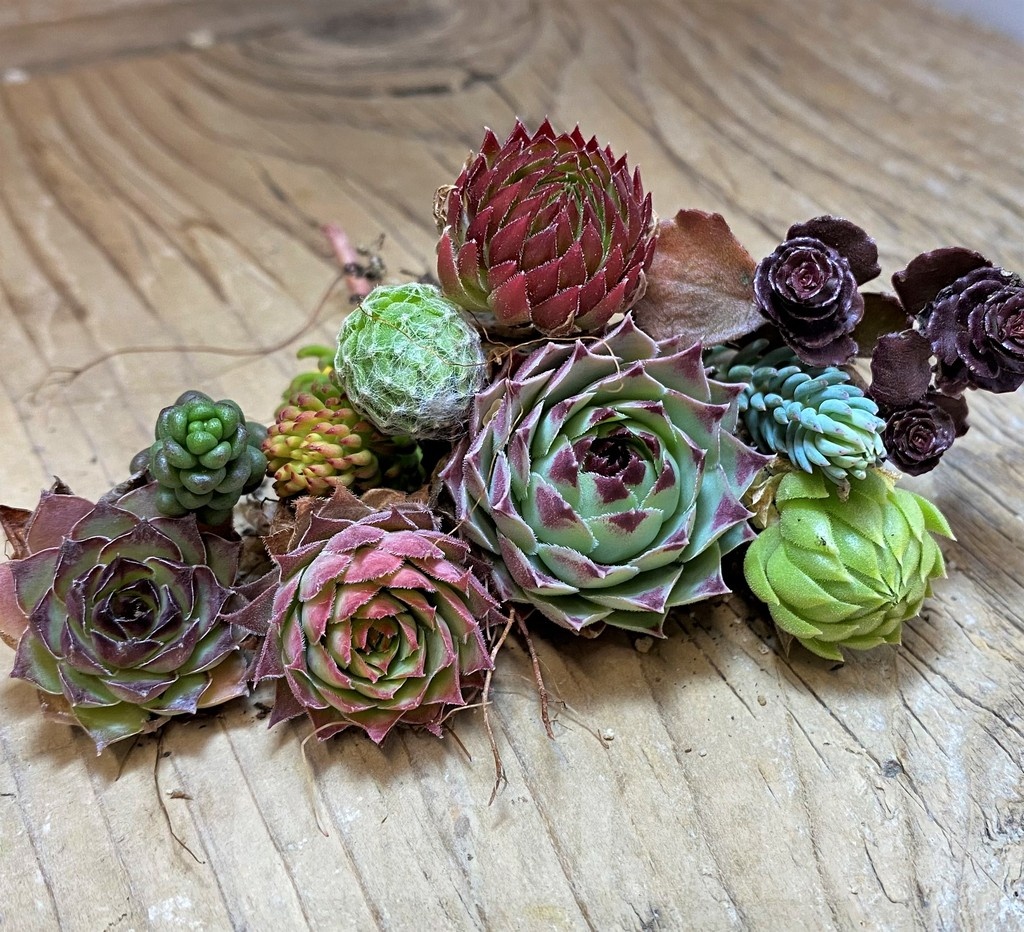 SH24956 Succulents mix (cold-resistant), cuted