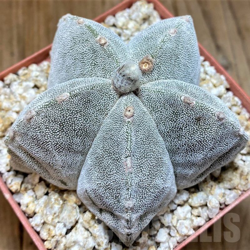 YAR24959 Astrophytum myriostigma