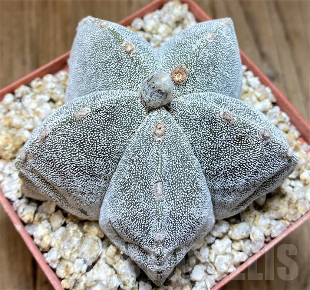 YAR24959 Astrophytum myriostigma