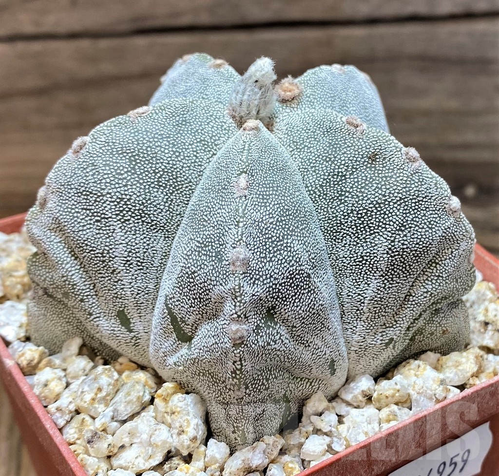 YAR24959 Astrophytum myriostigma – Image 2