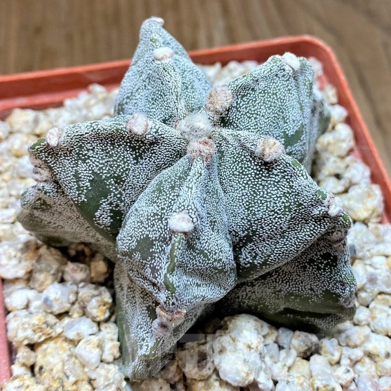 YAR24960 Astrophytum myriostigma