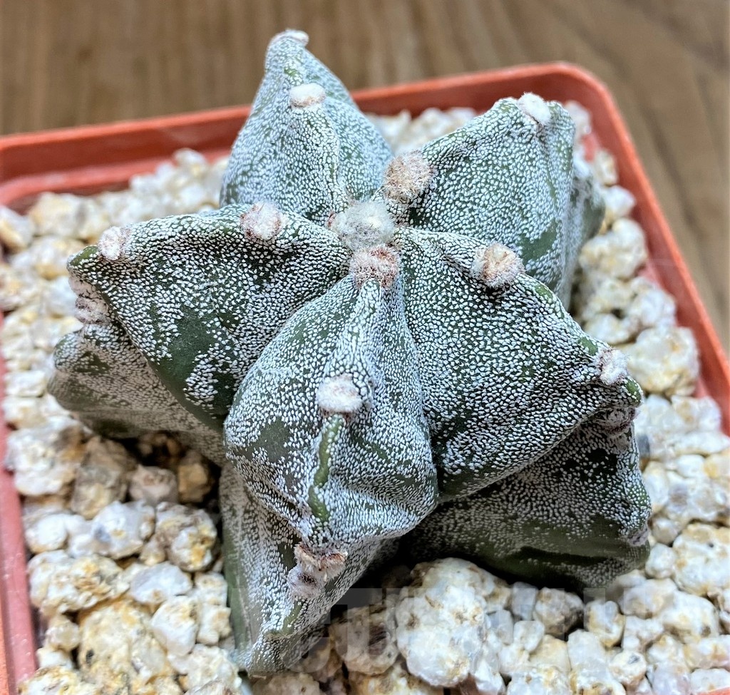 YAR24960 Astrophytum myriostigma