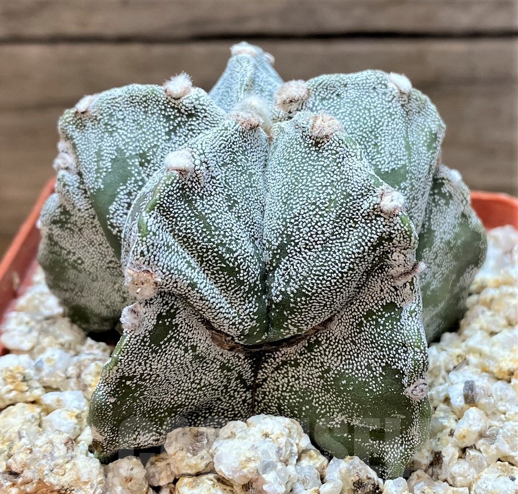 YAR24960 Astrophytum myriostigma – Image 2