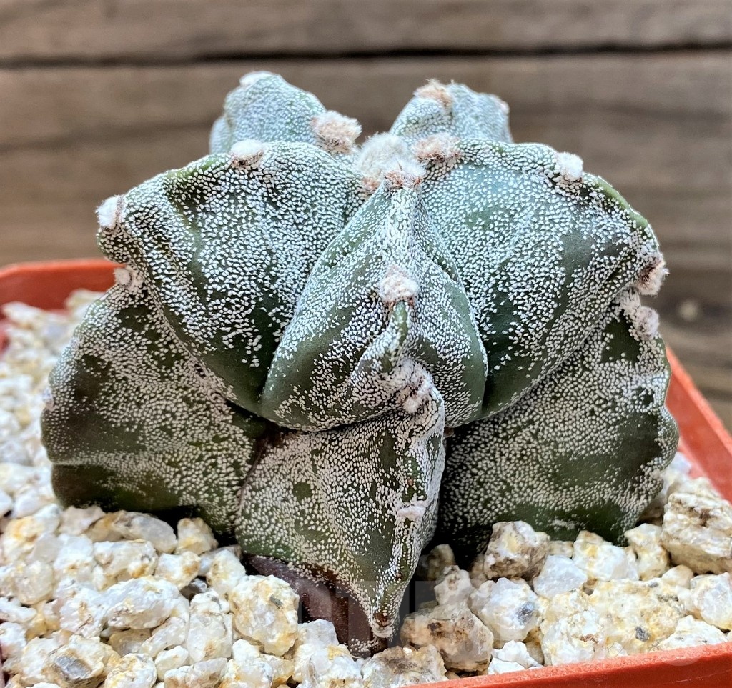 YAR24960 Astrophytum myriostigma – Image 3