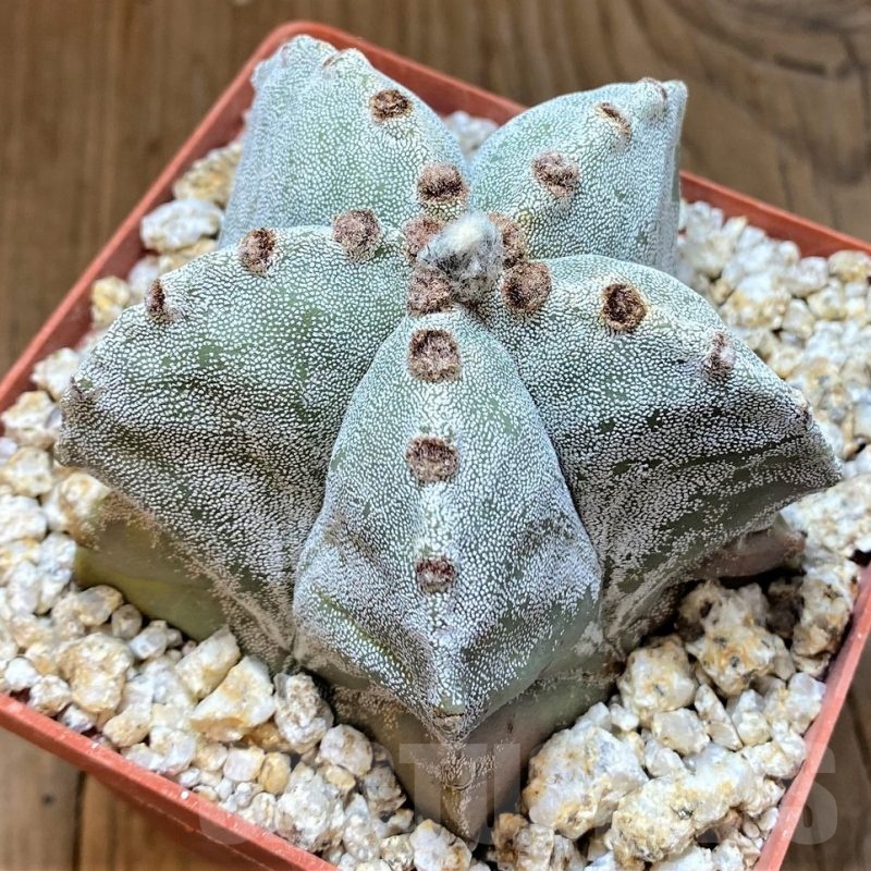 YAR24961 Astrophytum myriostigma