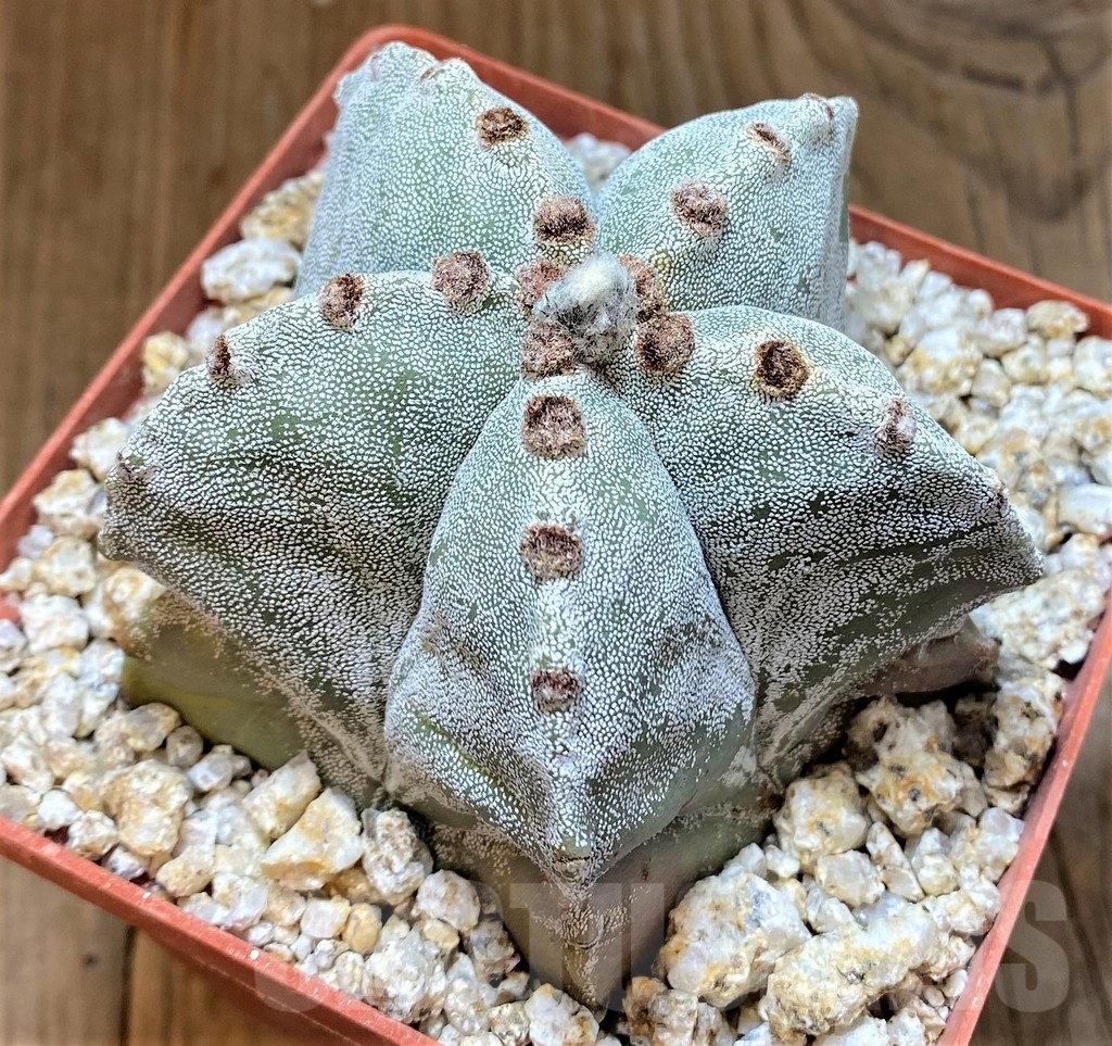 YAR24961 Astrophytum myriostigma