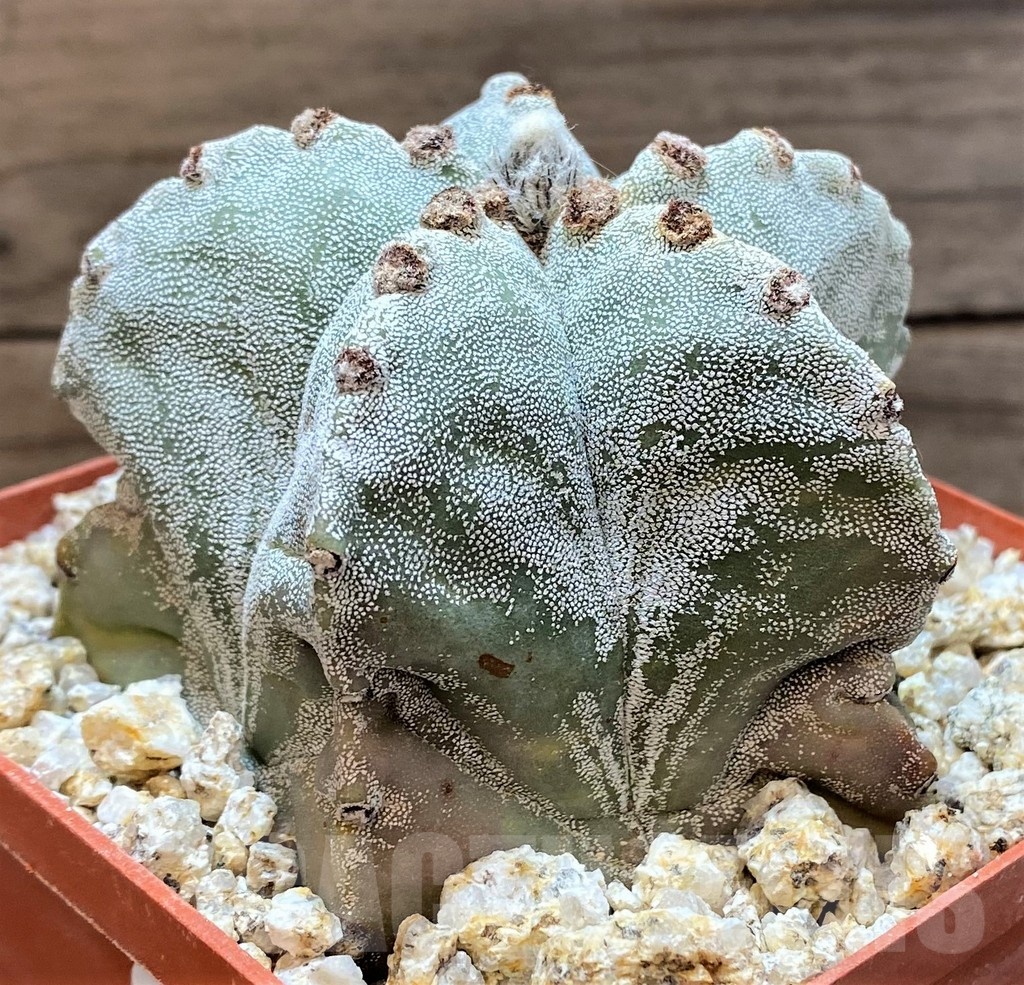 YAR24961 Astrophytum myriostigma – Image 2