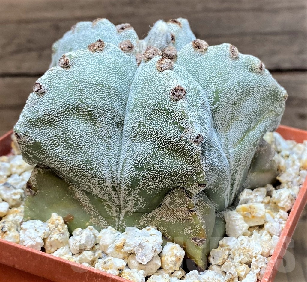 YAR24961 Astrophytum myriostigma – Image 3
