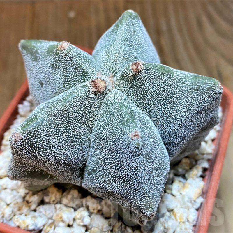 YAR24957 Astrophytum myriostigma