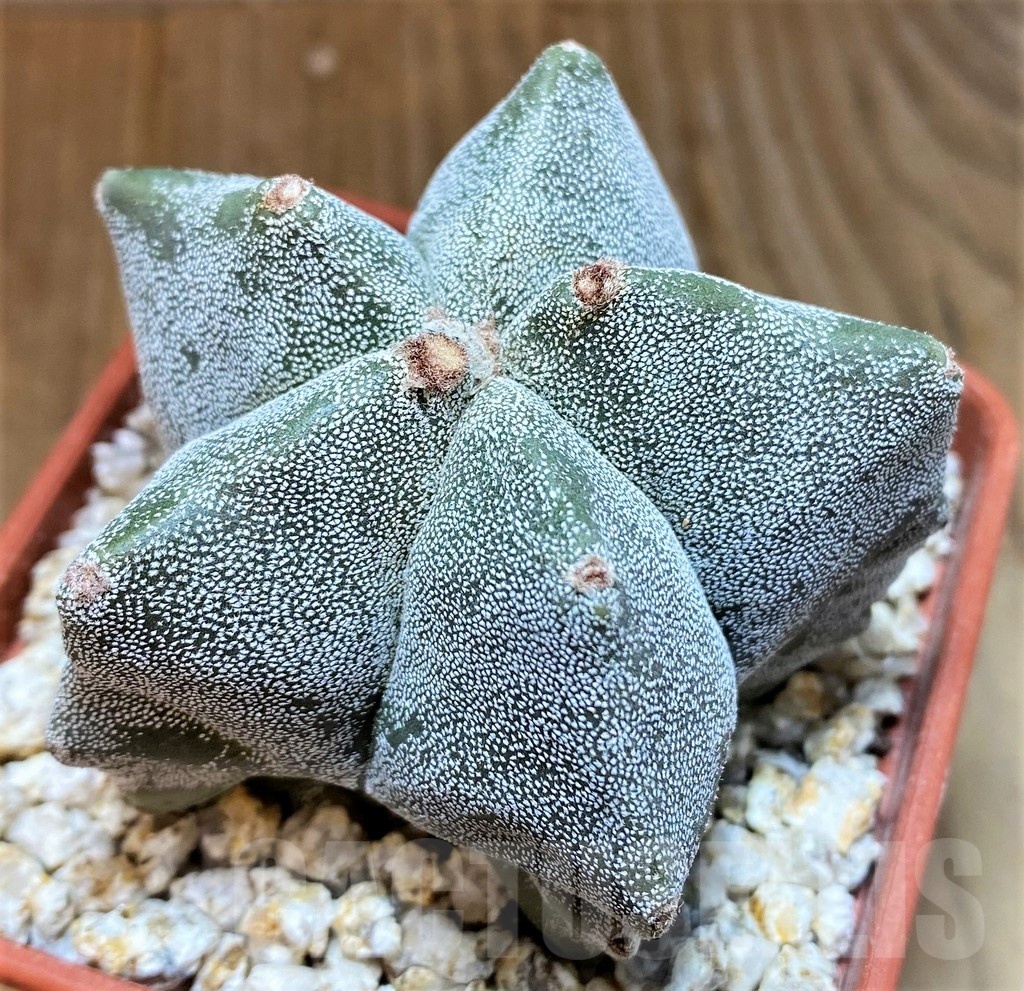 YAR24957 Astrophytum myriostigma