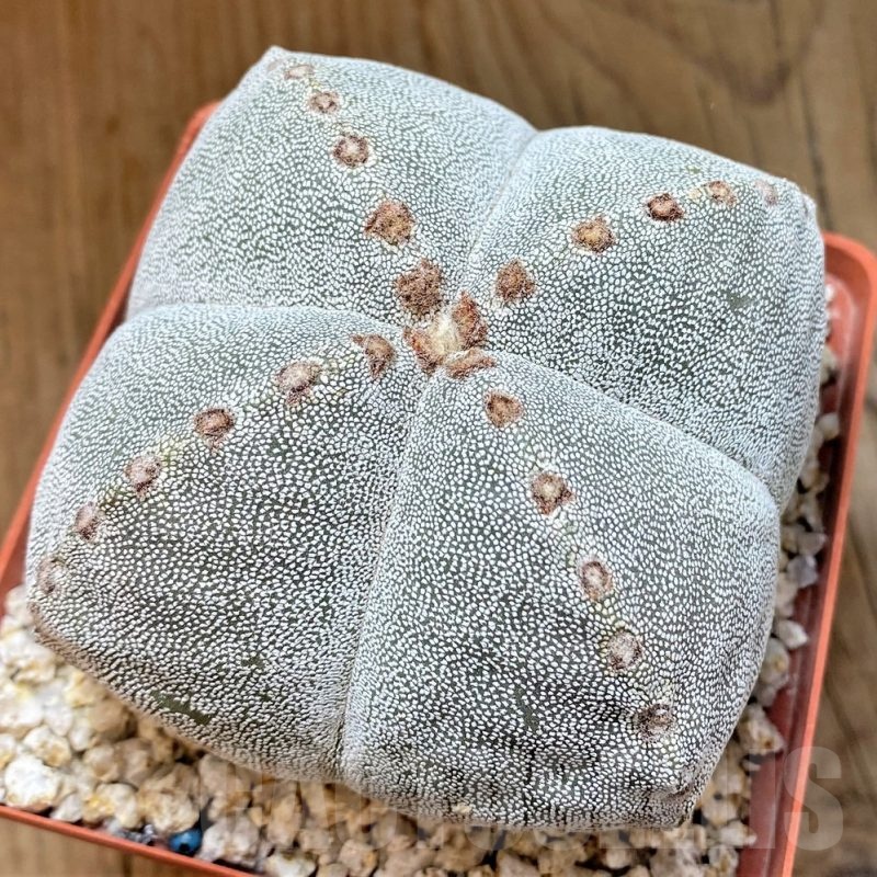 YAR24962 Astrophytum myriostigma v. quadricostatum