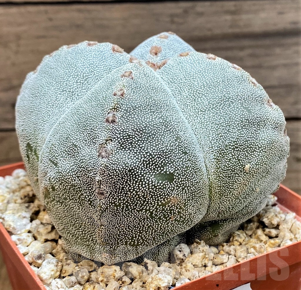 YAR24962 Astrophytum myriostigma v. quadricostatum - Image 2
