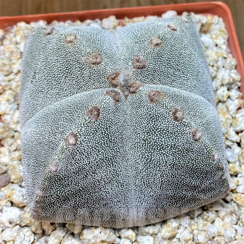 YAR24963 Astrophytum myriostigma v. quadricostatum