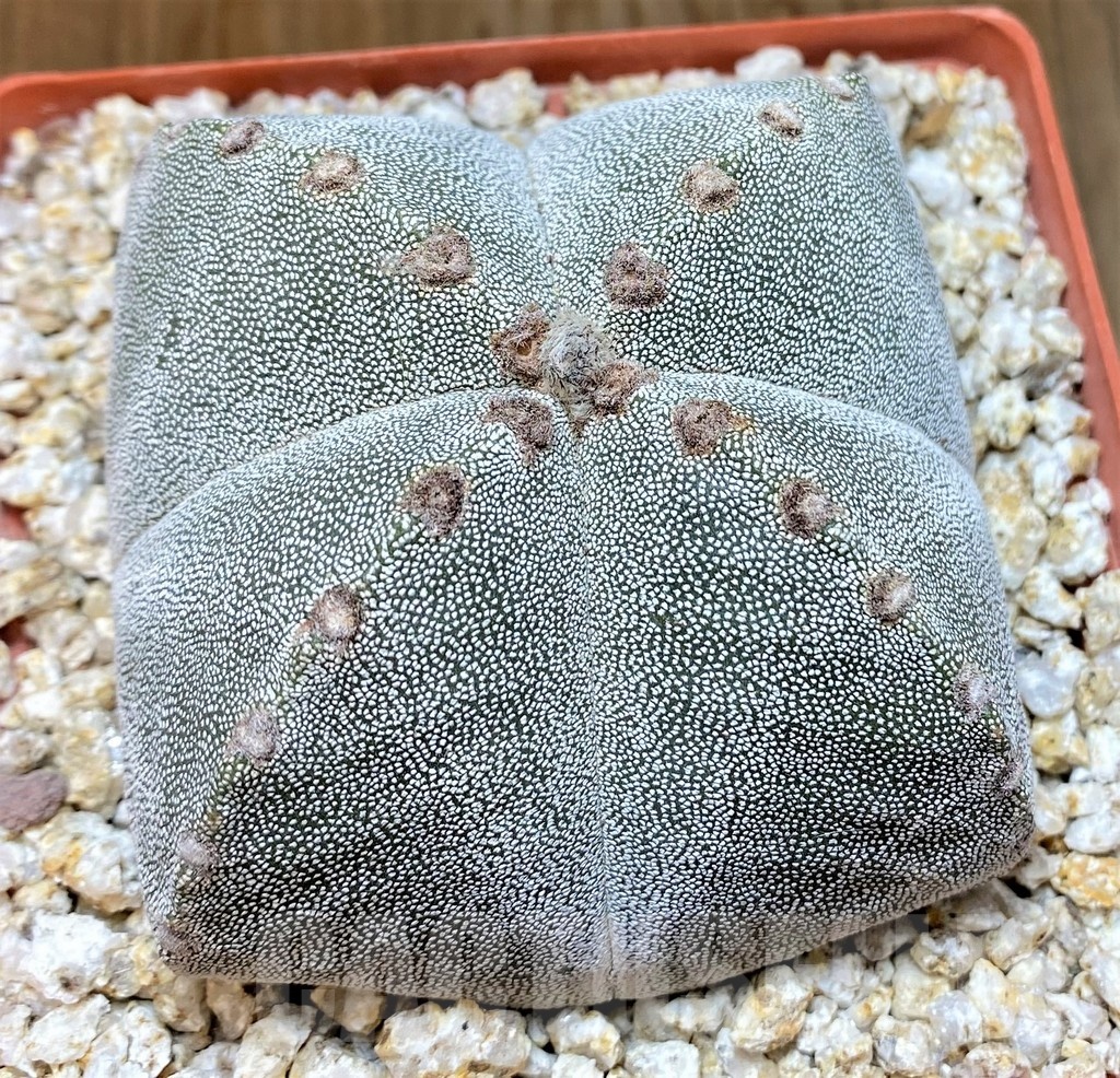 YAR24963 Astrophytum myriostigma v. quadricostatum