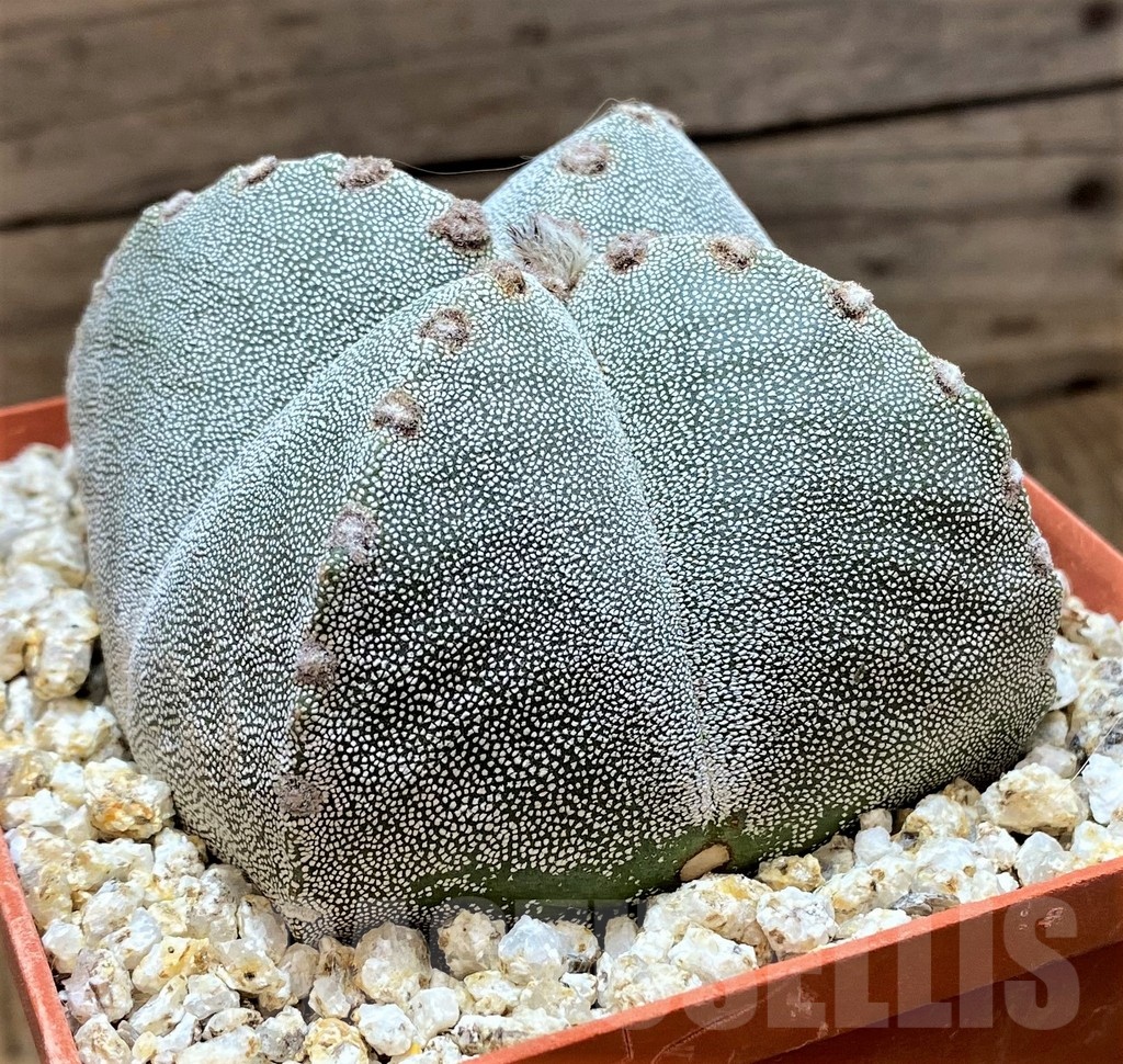 YAR24963 Astrophytum myriostigma v. quadricostatum – Image 2