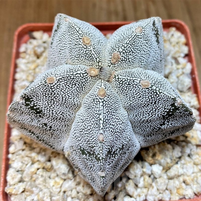 YAR24964 Astrophytum myriostigma 'Onzuka'