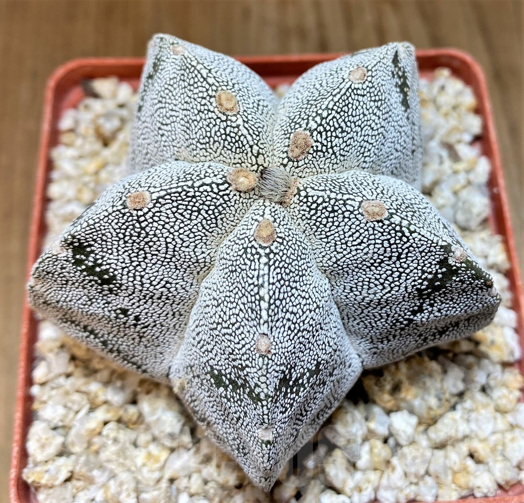 YAR24964 Astrophytum myriostigma 'Onzuka'