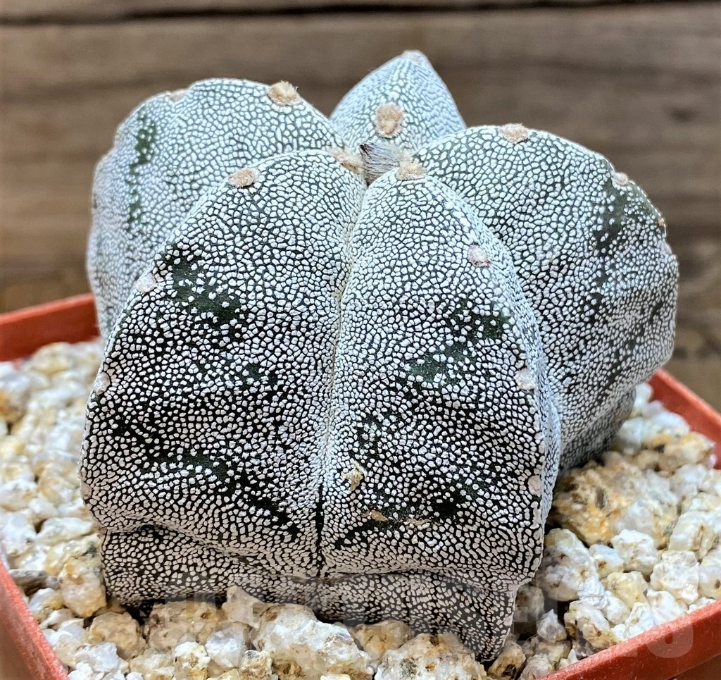 YAR24964 Astrophytum myriostigma 'Onzuka' – Image 2