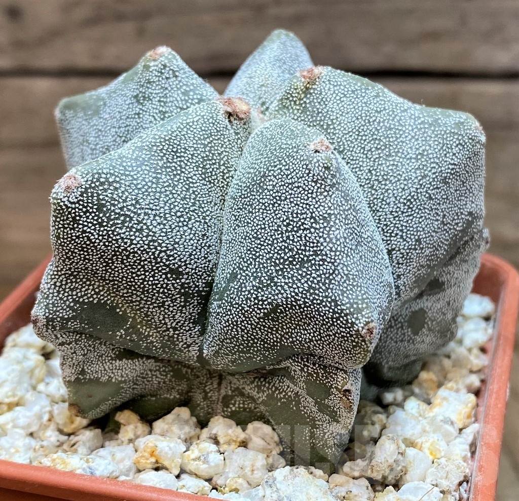 YAR24957 Astrophytum myriostigma – Image 2