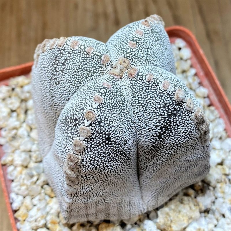 YAR24965 Astrophytum myriostigma 'Onzuka'
