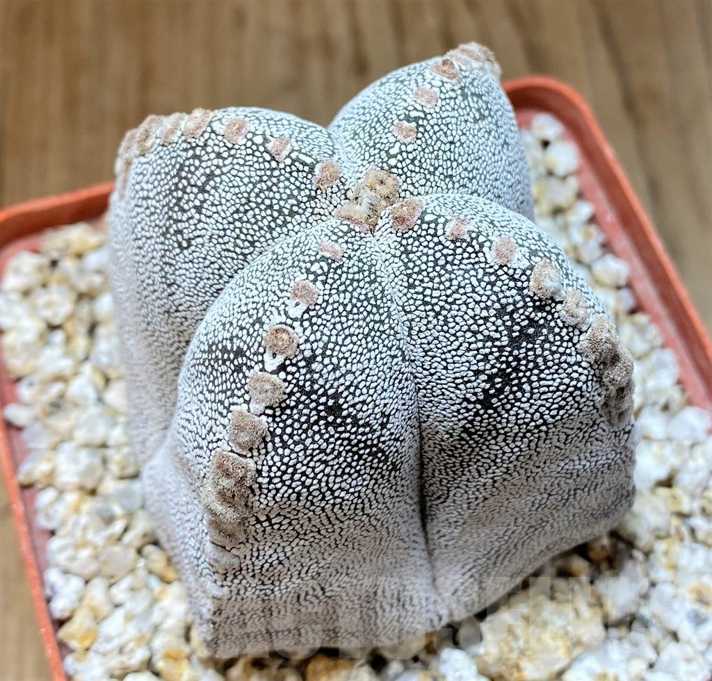 YAR24965 Astrophytum myriostigma 'Onzuka'