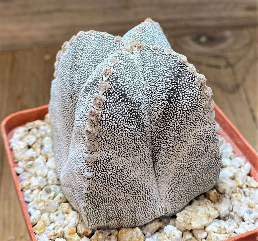 YAR24965 Astrophytum myriostigma 'Onzuka' - Image 2