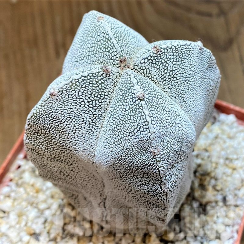 YAR24966 Astrophytum myriostigma 'Onzuka'