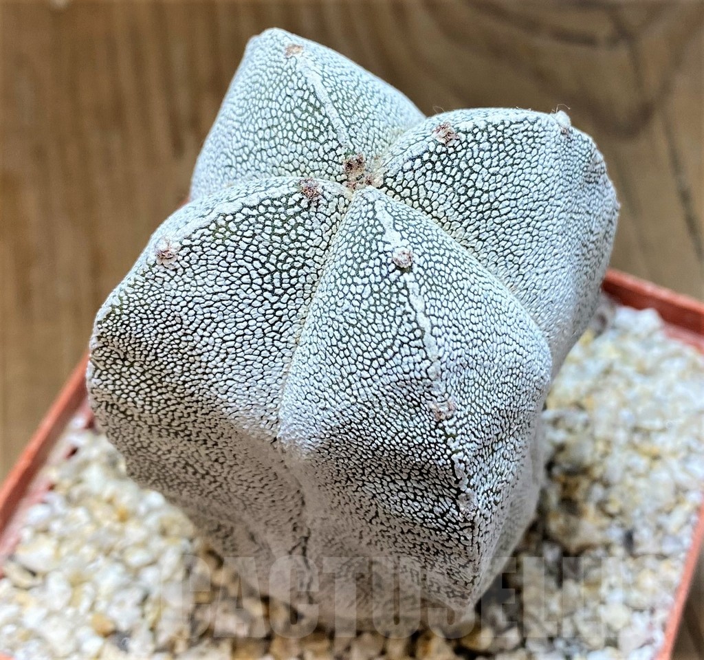 YAR24966 Astrophytum myriostigma 'Onzuka'