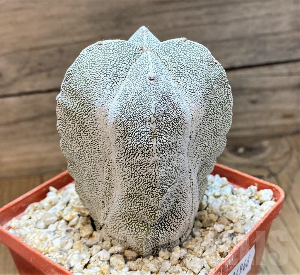 YAR24966 Astrophytum myriostigma 'Onzuka' - Image 2
