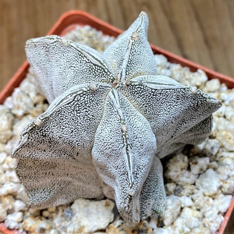 YAR24967 Astrophytum myriostigma 'Onzuka'