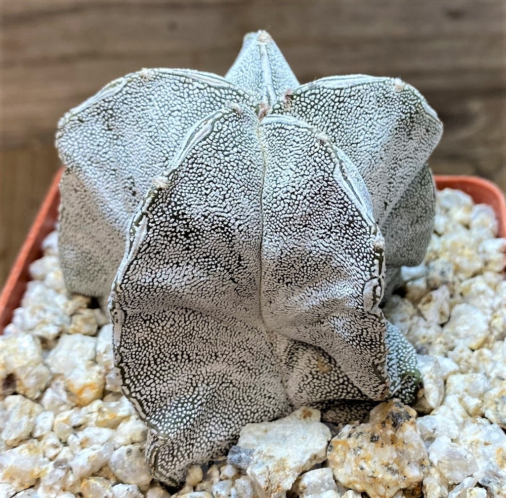YAR24967 Astrophytum myriostigma 'Onzuka' – Image 2