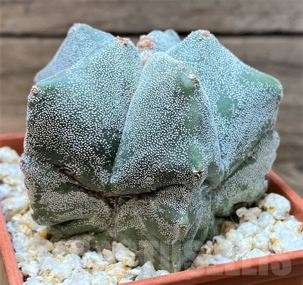YAR24957 Astrophytum myriostigma – Image 3