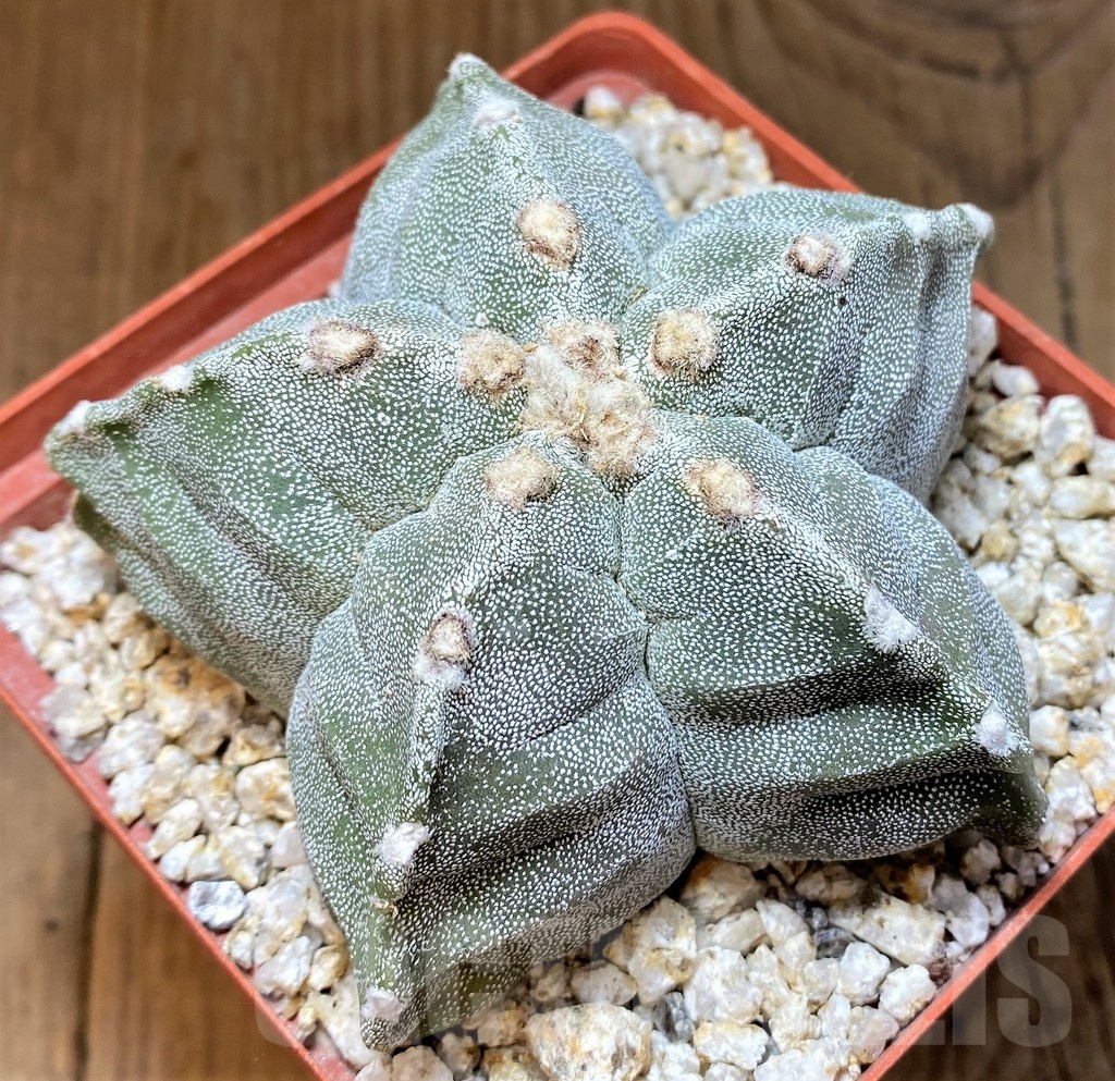 YAR24968 Astrophytum myriostigma 'Kiko' – Image 2