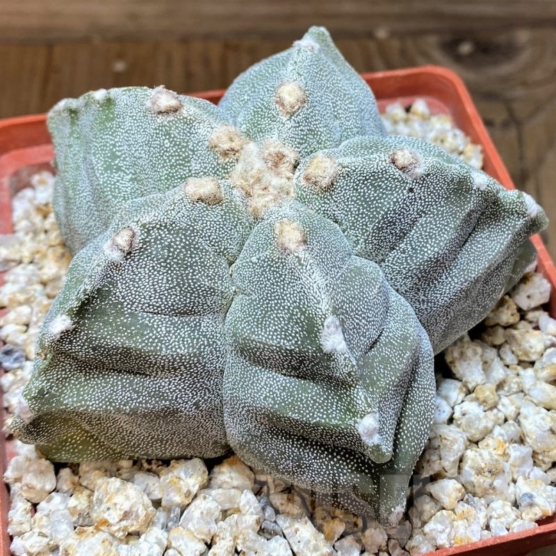 YAR24968 Astrophytum myriostigma 'Kiko'