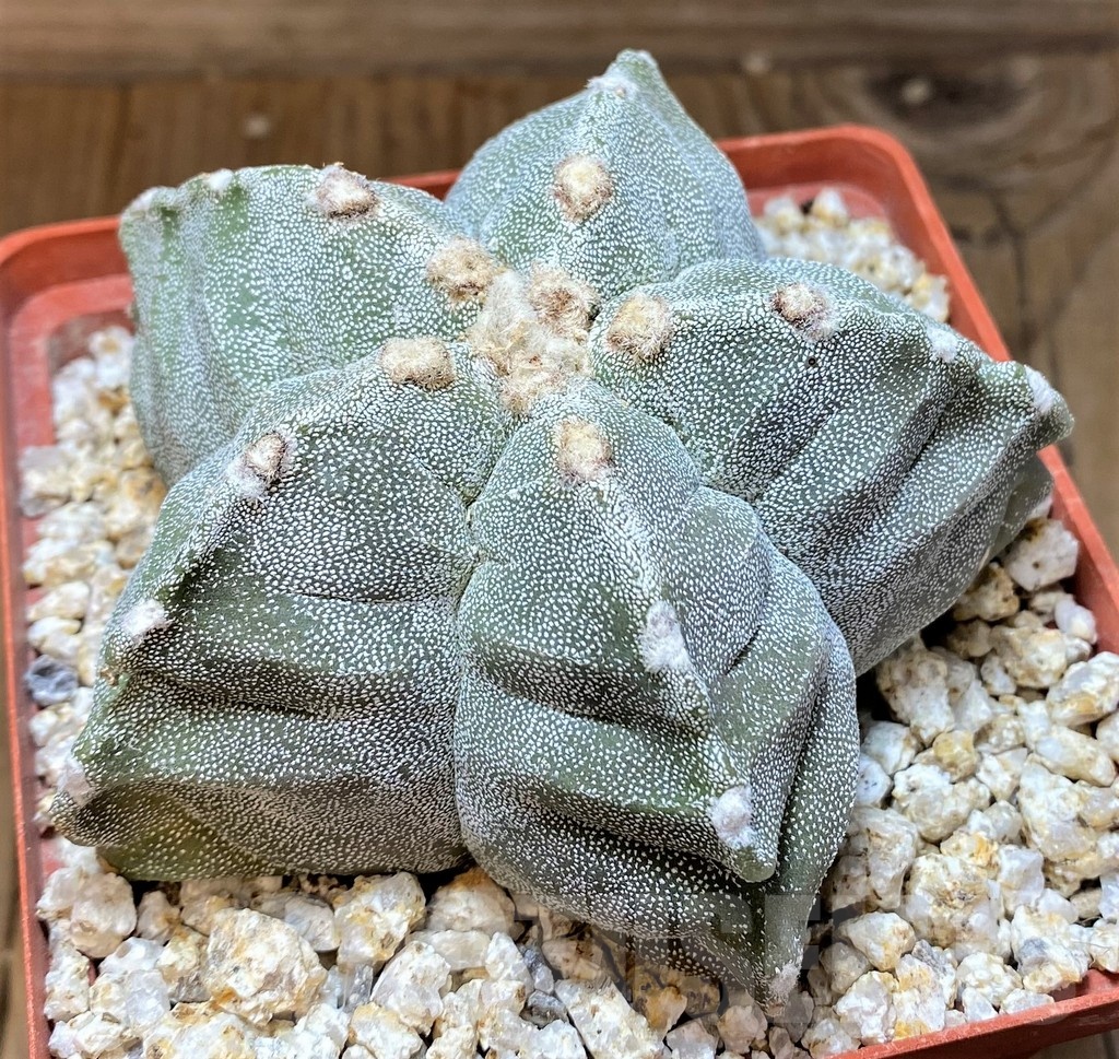 YAR24968 Astrophytum myriostigma 'Kiko'
