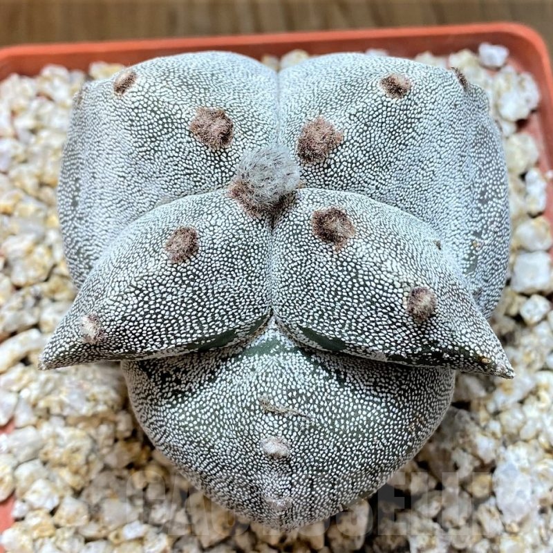 YAR24969 Astrophytum myriostigma