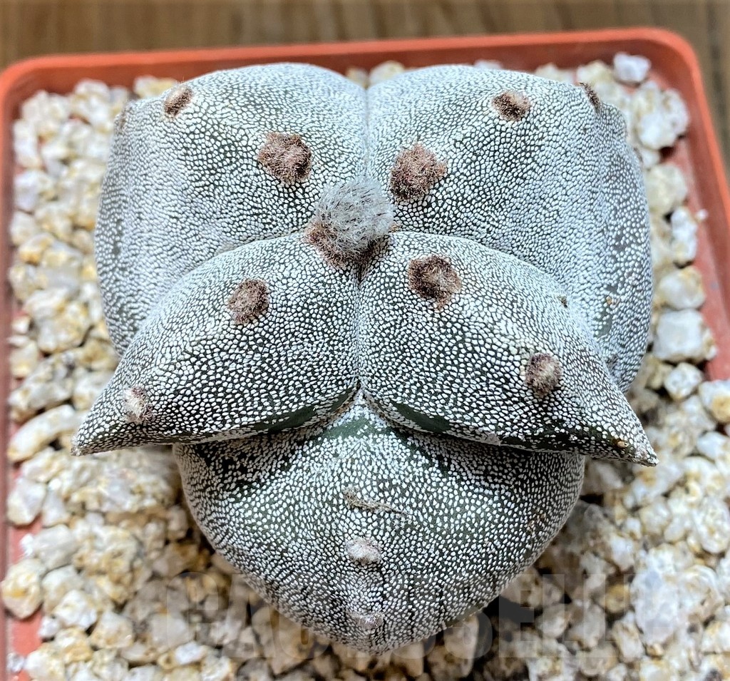 YAR24969 Astrophytum myriostigma