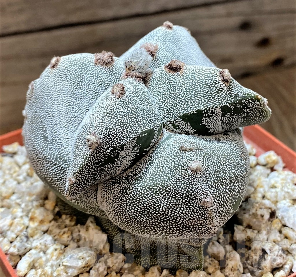 YAR24969 Astrophytum myriostigma - Image 3
