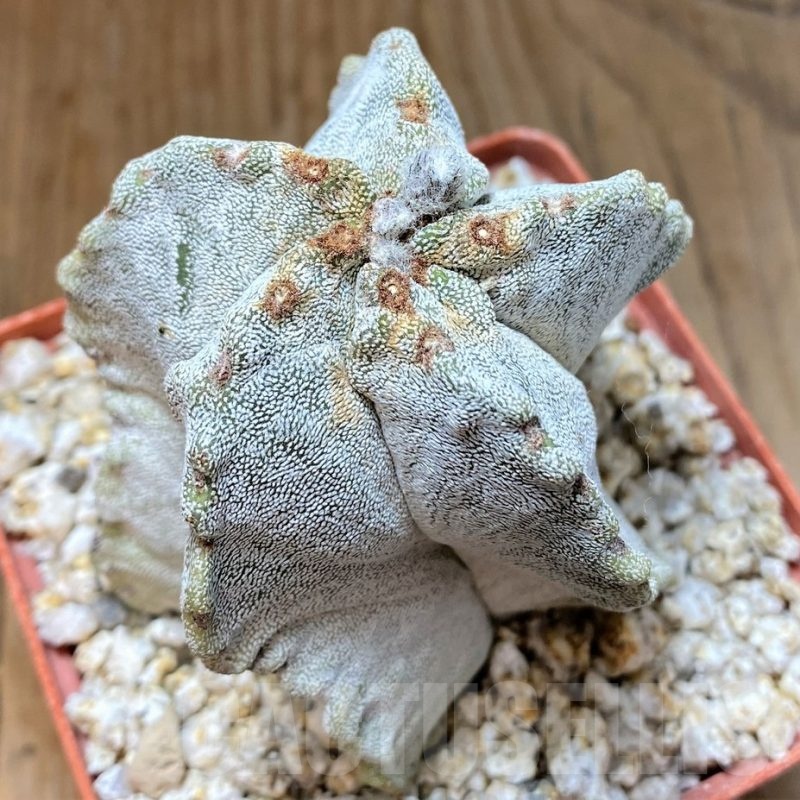 YAR24958 Astrophytum myriostigma