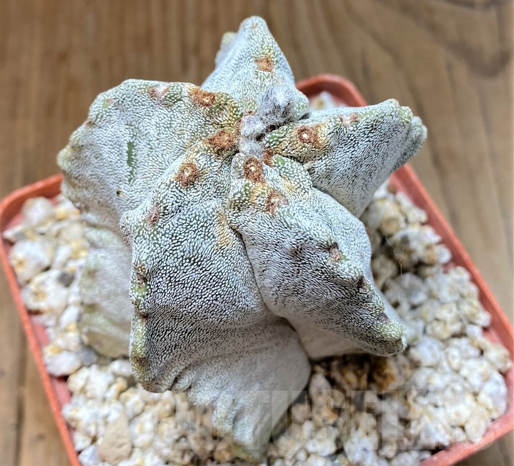 YAR24958 Astrophytum myriostigma