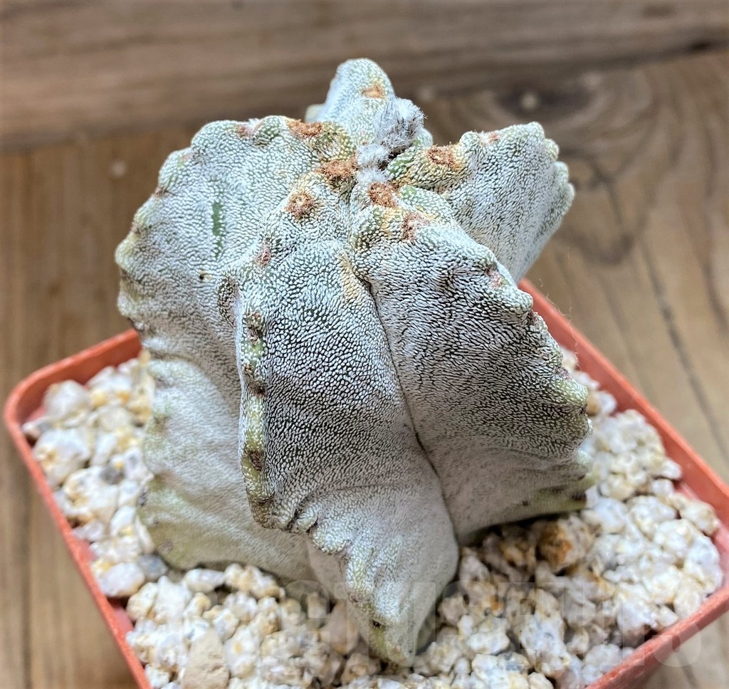 YAR24958 Astrophytum myriostigma – Image 3