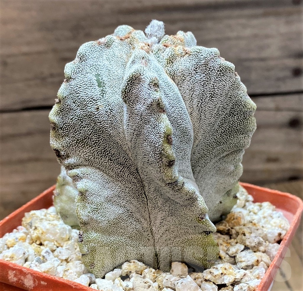 YAR24958 Astrophytum myriostigma – Image 2