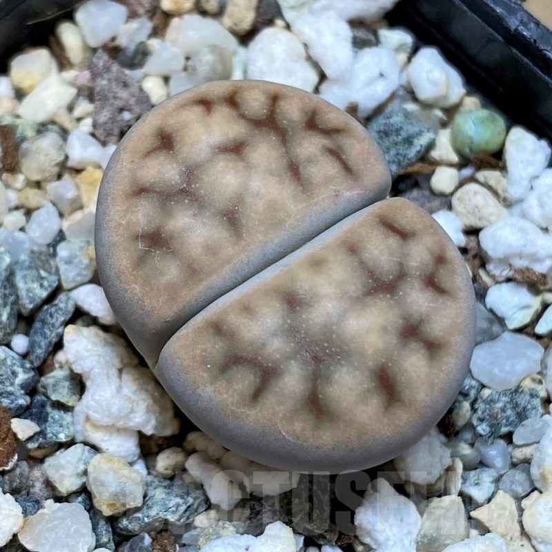 SH25058 Lithops karasmontana