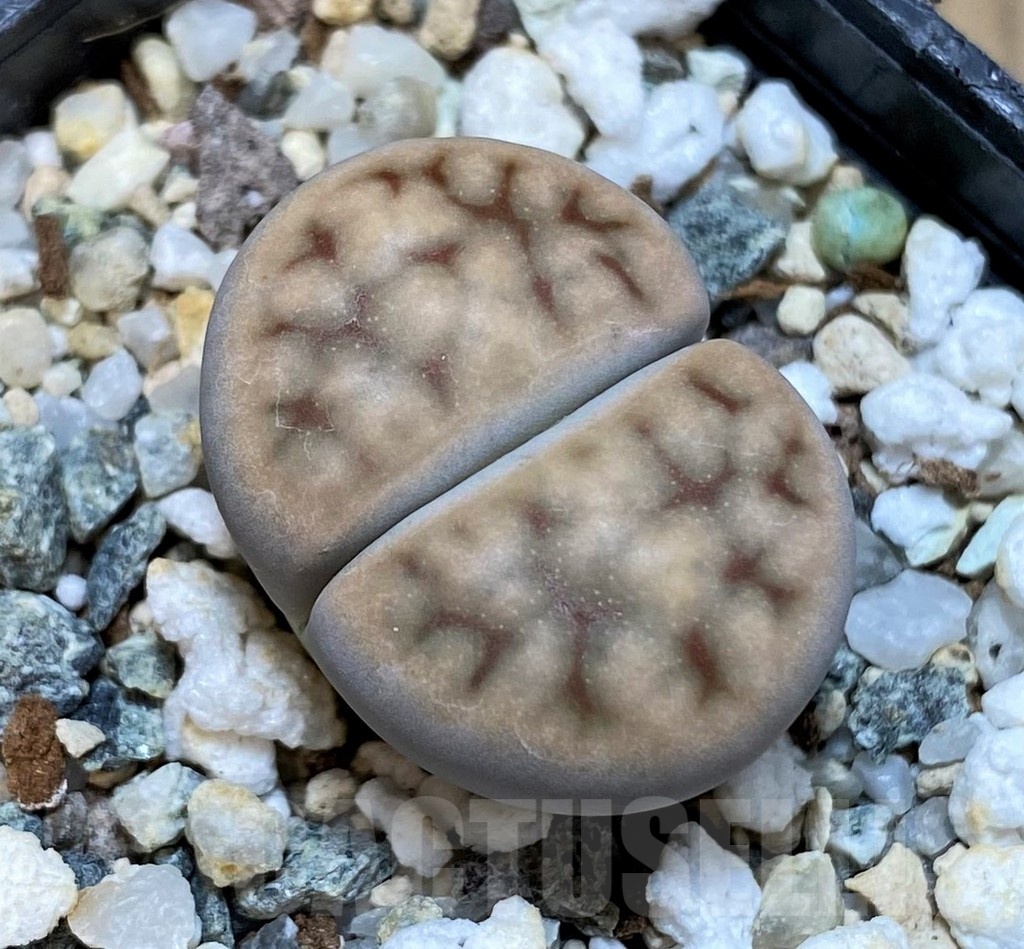 SH25058 Lithops karasmontana