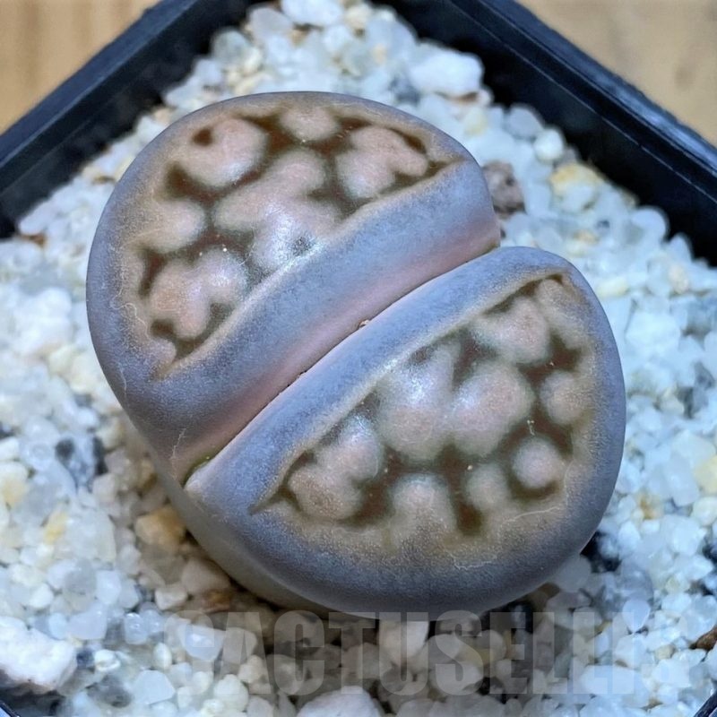 SH25059 Lithops karasmontana