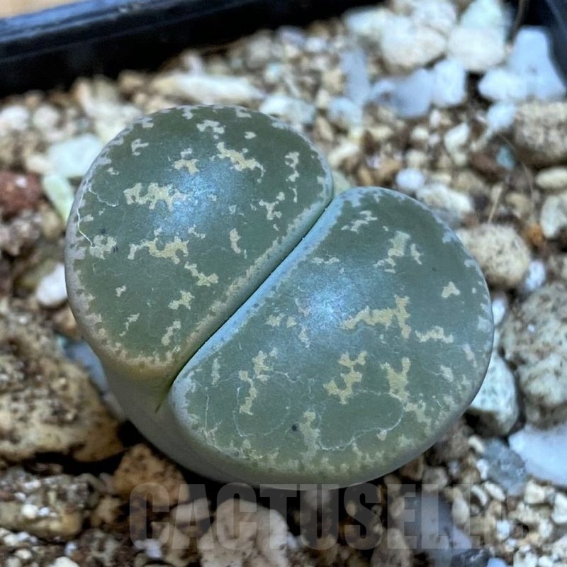 SH25060 Lithops lesliei 'Pietersburg'